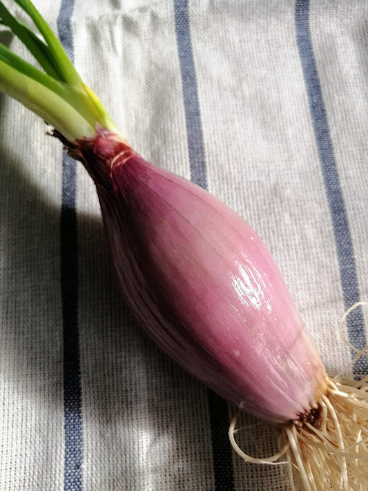 Oignon rouge torpille italien centuple 100 graines de légumes - Allium cepa, Rossa Lunga di Tropea sans OGM, goût doux et sucré 