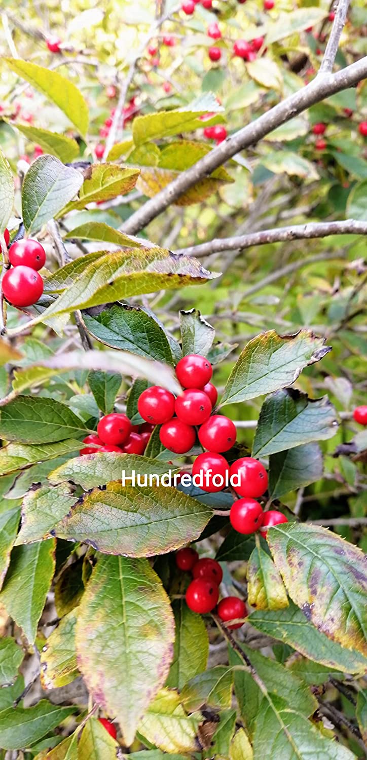 Hundredfold Common Winterberry 10 Seeds - Ilex verticillata Michigan Holly, Black Alder Winter Berry, Canada Native Shrub Attract Birds