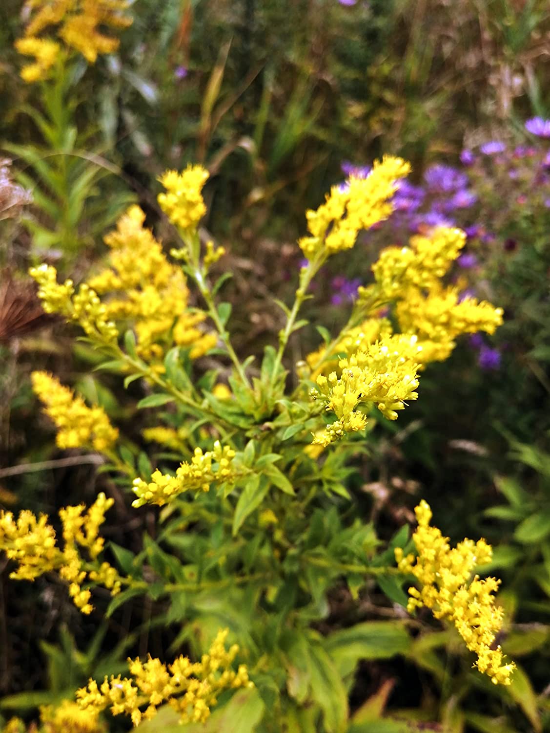 Hundredfold Gray Goldenrod, Old Field Goldenrod 500 Flower Seeds - Solidago nemoralis Canada Native Wildflower, Dwarf Goldenrod, Attract Bees and Butterflies
