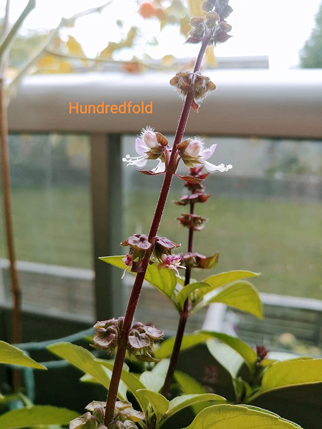 Hundredfold Cinnamon Basil 200 Flowering Herb Seeds - Non-GMO Ocimum basilicum Purple Stems and Flowers, Dural Purpose Plant: Fillers for Bouquets and Kitchen Herb