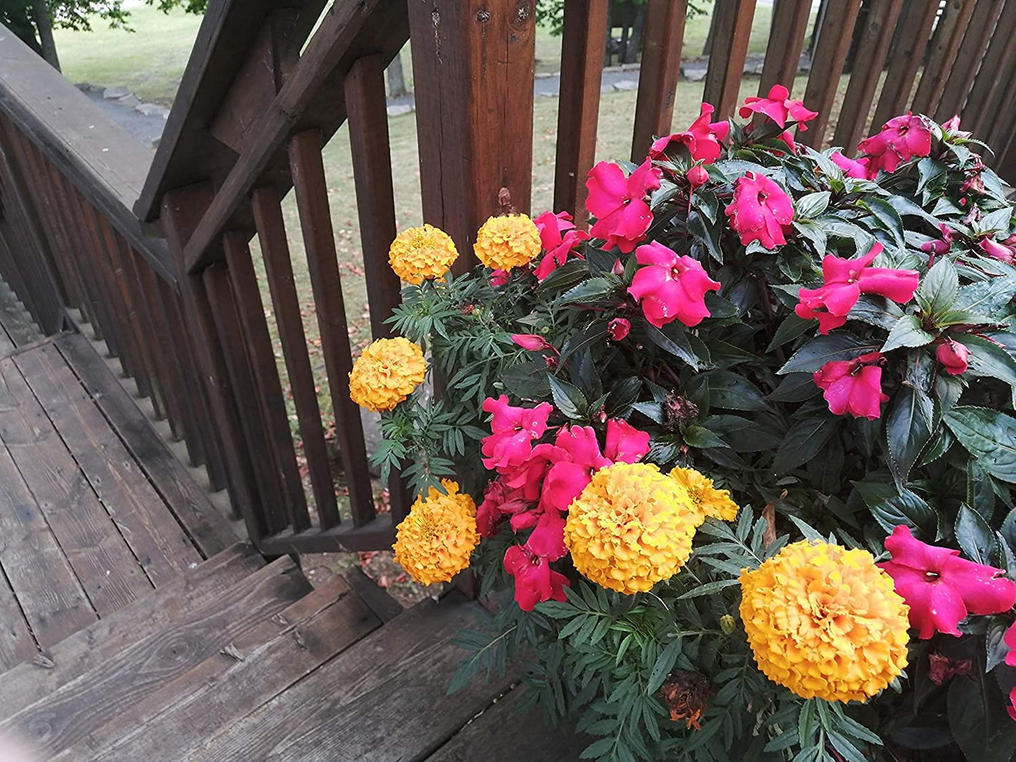 Hundredfold Crackerjack Mix African Marigold 400 Flower Seeds - Tagetes erecta Cracker Jack Mexican Marigold with Large Flowers & Long Bloom Time