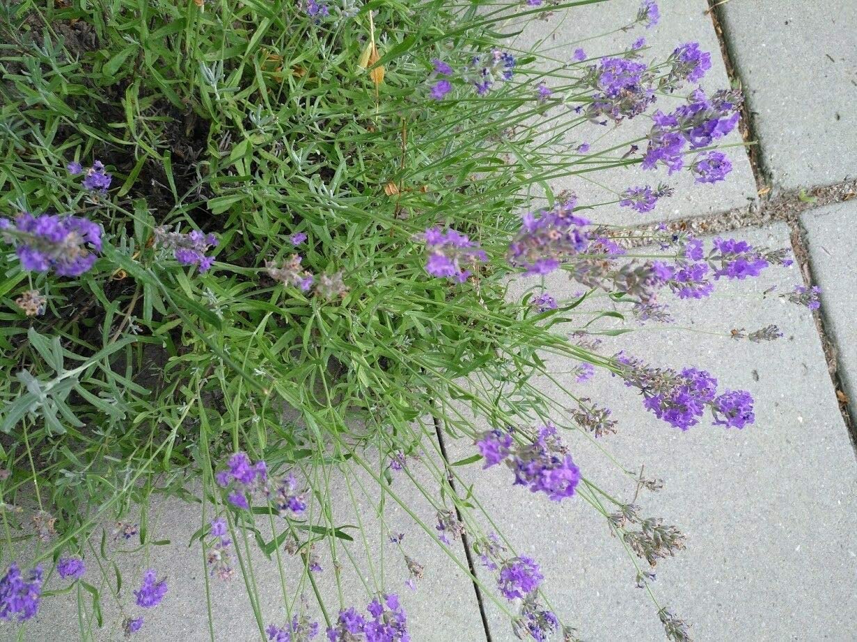 Lavande anglaise au centuple Lavandula angustifolia 200 graines - Lavande Vera, véritable lavande Heirloom, graines d'herbes non OGM, avec des fleurs parfumées et des feuilles rafraîchissantes 