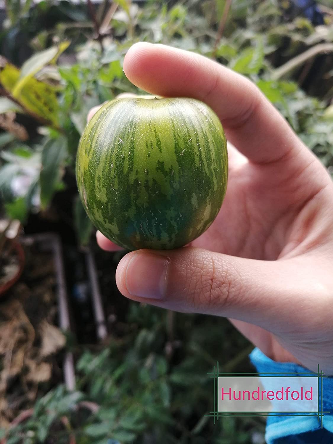 Tomate verte centuple à trancher, 50 graines - Sans OGM, pollinisation libre, beaux fruits jaunes à rayures vertes, excellents pour les salades et les hamburgers 