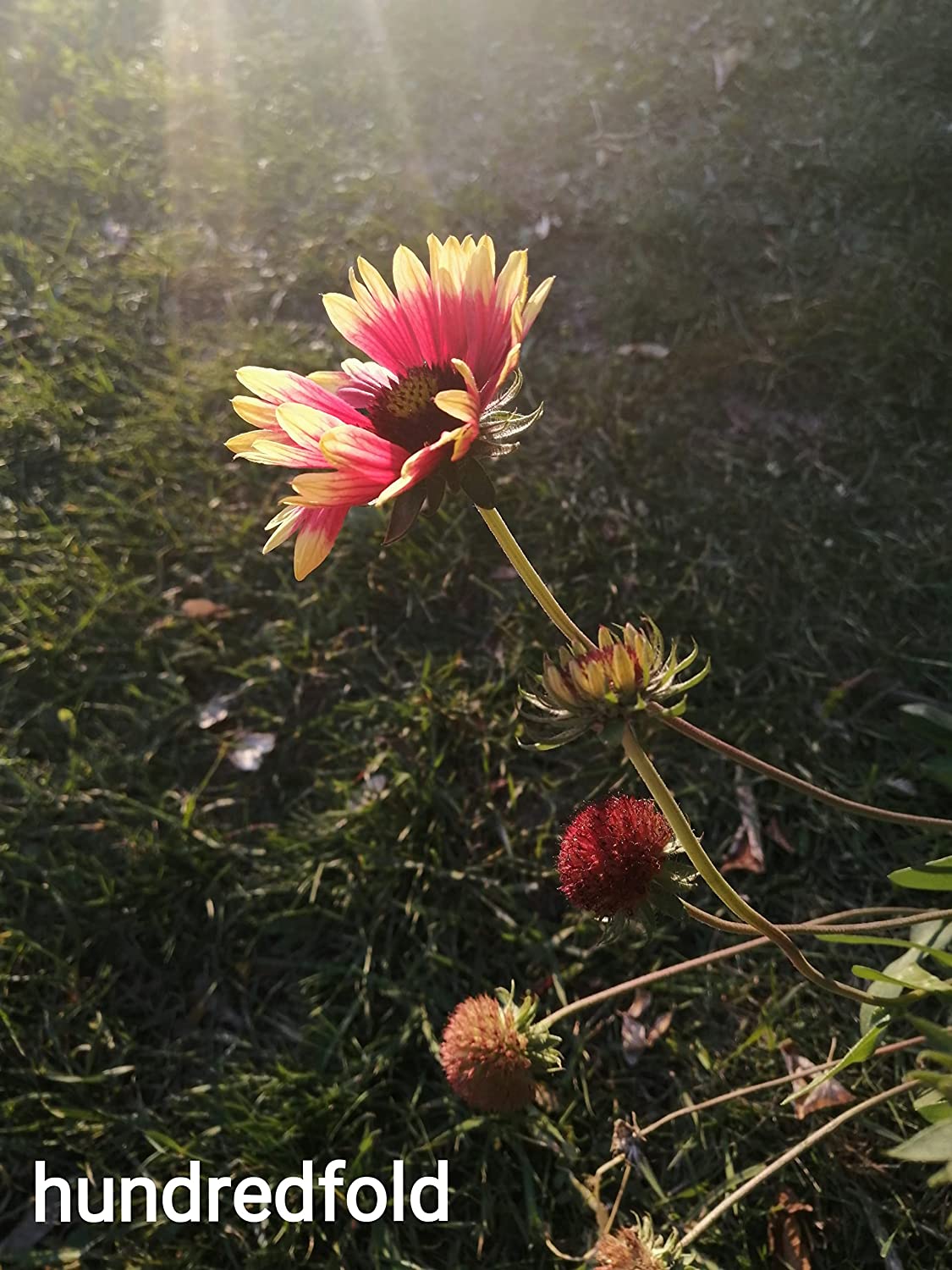Gaillarde de Bourgogne au centuple 100 graines - Gaillardia aristata Blanket Flower, fleur indigène des prairies, plante vivace rustique, parfaite pour les abeilles et les jardins de fleurs sans soucis, emballée et expédiée au Canada 