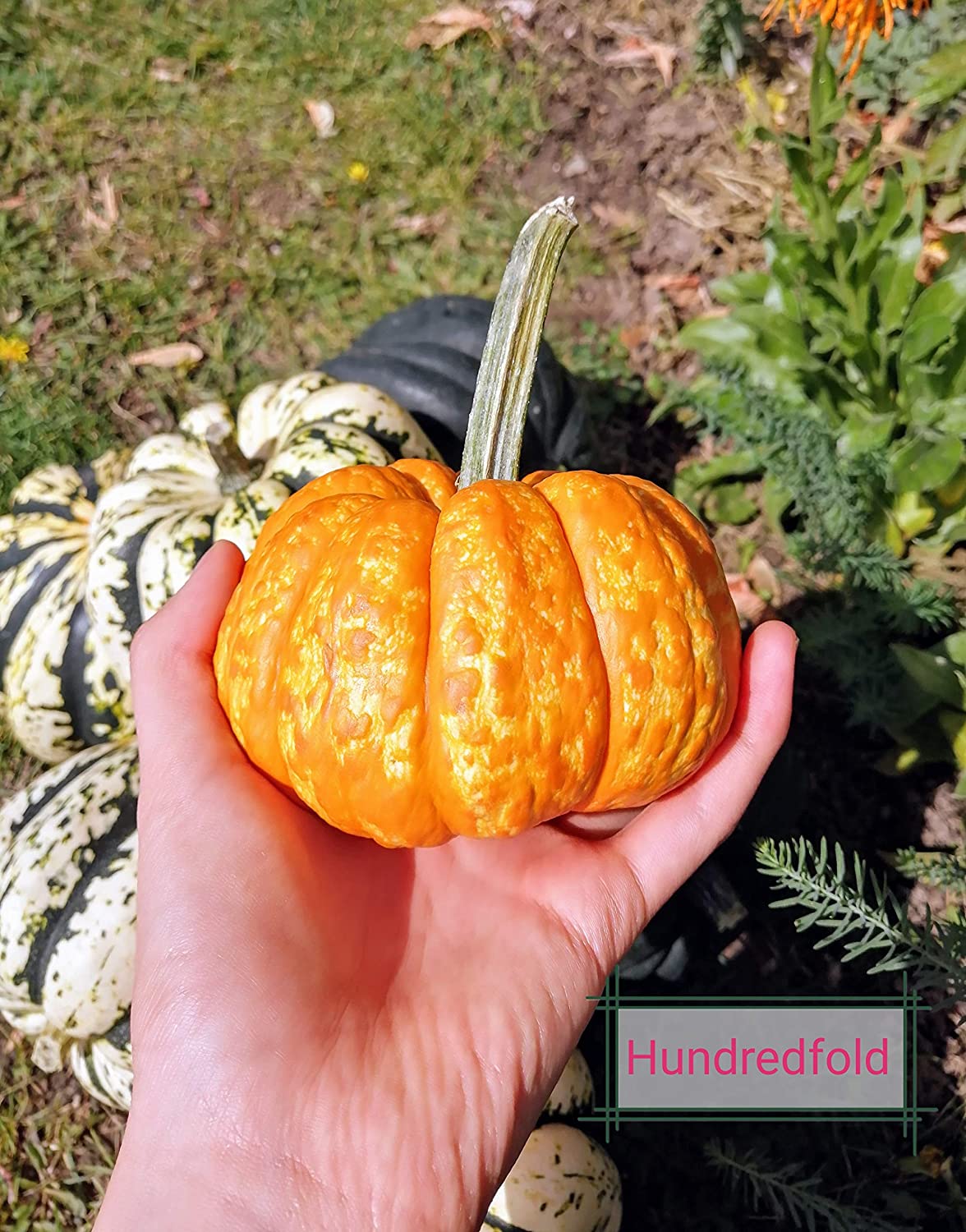 Citrouille miniature Hundredfold Jack Be Little 30 graines à planter – Cucurbita Pepo Citrouille bébé sans OGM pour la décoration ou la consommation, jardin d'enfants