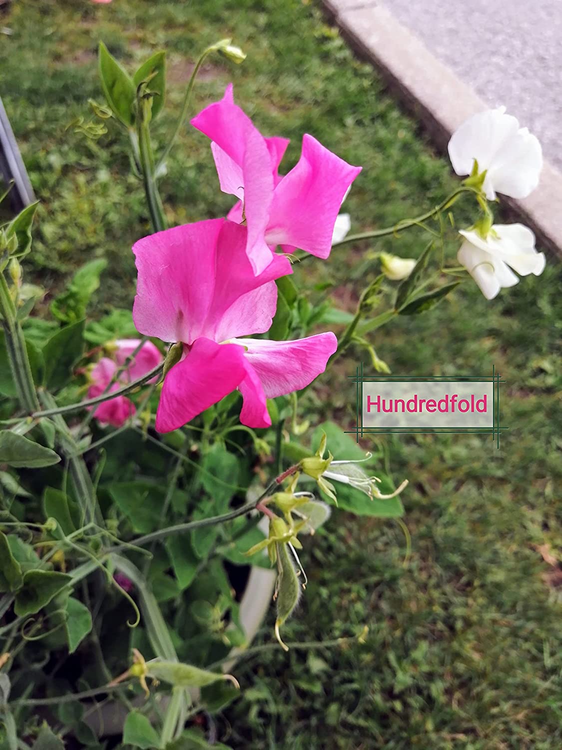 Hundredfold Mammoth Mix Sweet Pea 30 Flower Seeds - Lathyrus odoratus Fragrant Flower Mix of Red, White, Purple and Pink