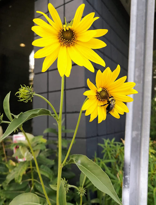 Hundredfold 50 Maximilian Sunflower Seeds - Helianthus maximiliani Max Sunflower Canada & USA Native Prairie Wild Flower