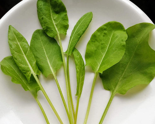Large Leaf Garden Sorrel 2000 Herb Seeds Rumex acetosa Common Sorrel, Oseille