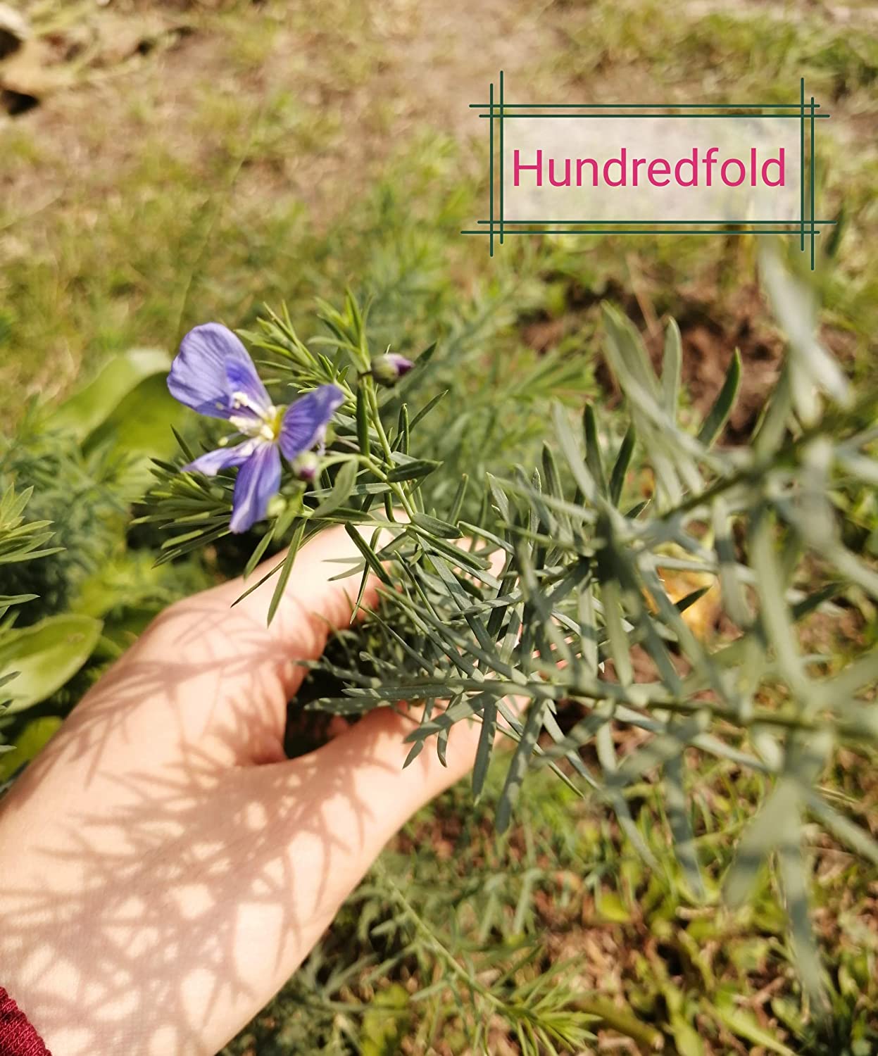 Graines de lin bleu centuple 500 graines de fleurs - Linum perenne sans OGM, lin des prairies, lin vivace 