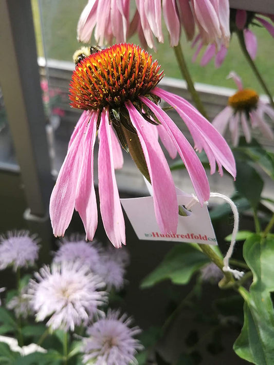 100 graines d'échinacée pourpre biologique - Echinacea purpurea, fleur sauvage indigène des prairies, attrayante pour les abeilles et les oiseaux 