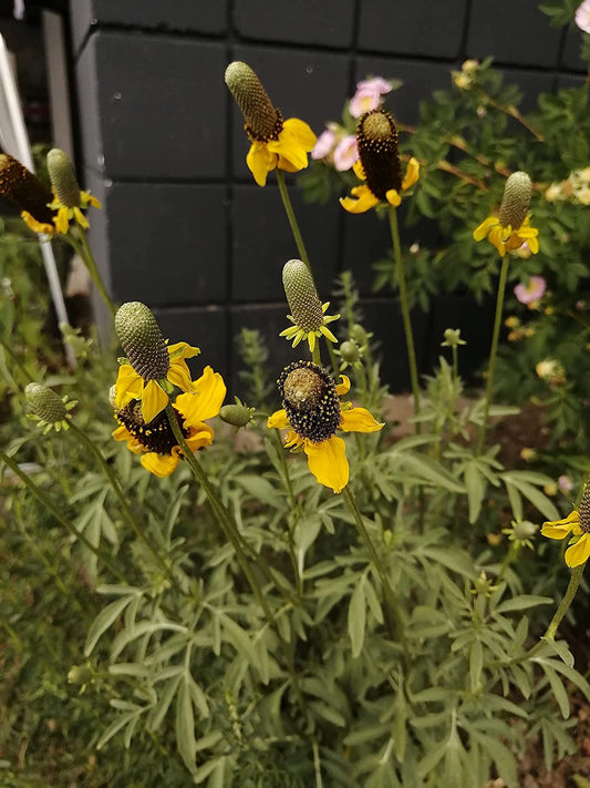 Échinacée jaune dressée 500 graines - Ratibida columnifera Fleur de cône à longue tête indigène des prairies des États-Unis et du Canada 