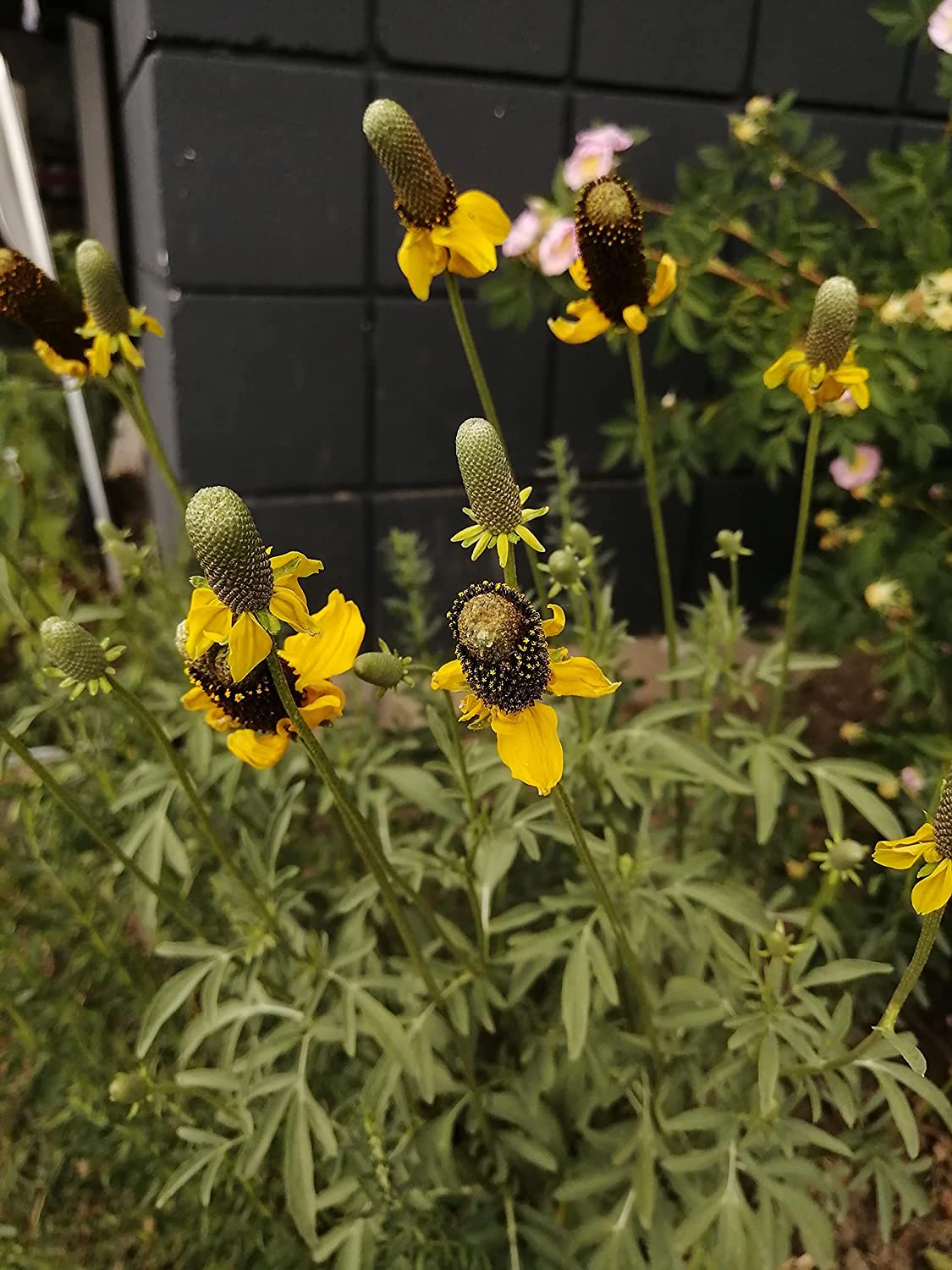 Upright Yellow Prairie Coneflower 500 Seeds - Ratibida columnifera USA & Canada Prairie Grassland Native, Long Headed Cone Flower