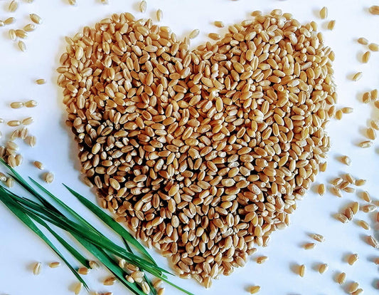 Graines de blé dur biologiques germées 50 grammes – Triticum, friandises saines sans OGM pour chatons et animaux de compagnie, herbe à chat, herbe de blé, herbe de blé pour chiens, lapins et cochons d'Inde, emballées et expédiées au Canada 