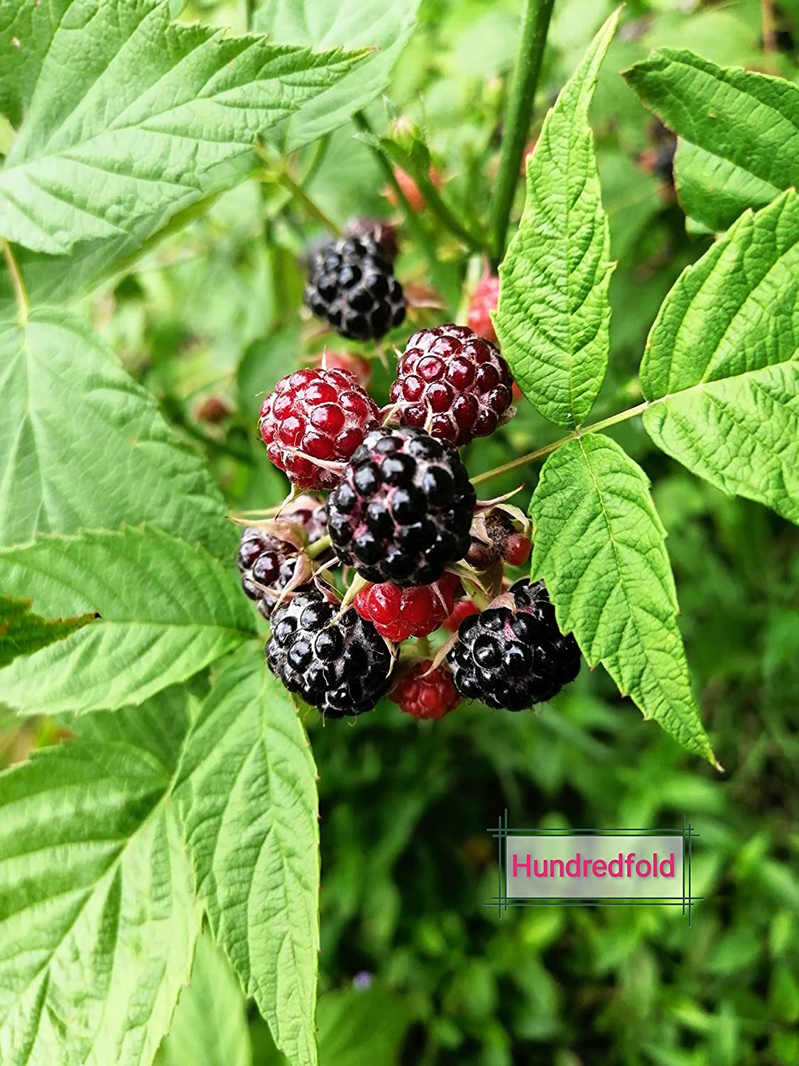 Hundredfold Black Raspberry 20 Fruit Seeds - Non-GMO Canada Native Wild Blackcap Raspberry, Bramble, Producing Tasty Fruits & Fragrant Flowers