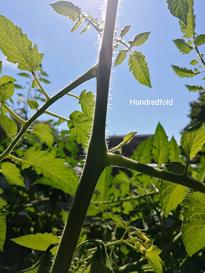 Hundredfold San Marzano Paste Tomato 30 Vegetable Seeds - Heirloom Italian Plum Tomato for Paste, Sauce and Canning