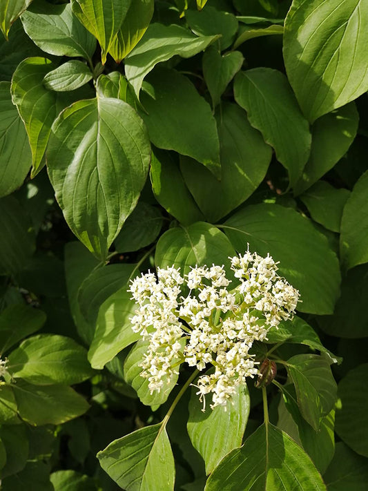 Graines d'arbustes de cornouiller pagode au centuple 10 - Cornus alternifolia Cornouiller à feuilles alternatives Petit arbre indigène de l'Ontario, avec des intérêts quatre saisons