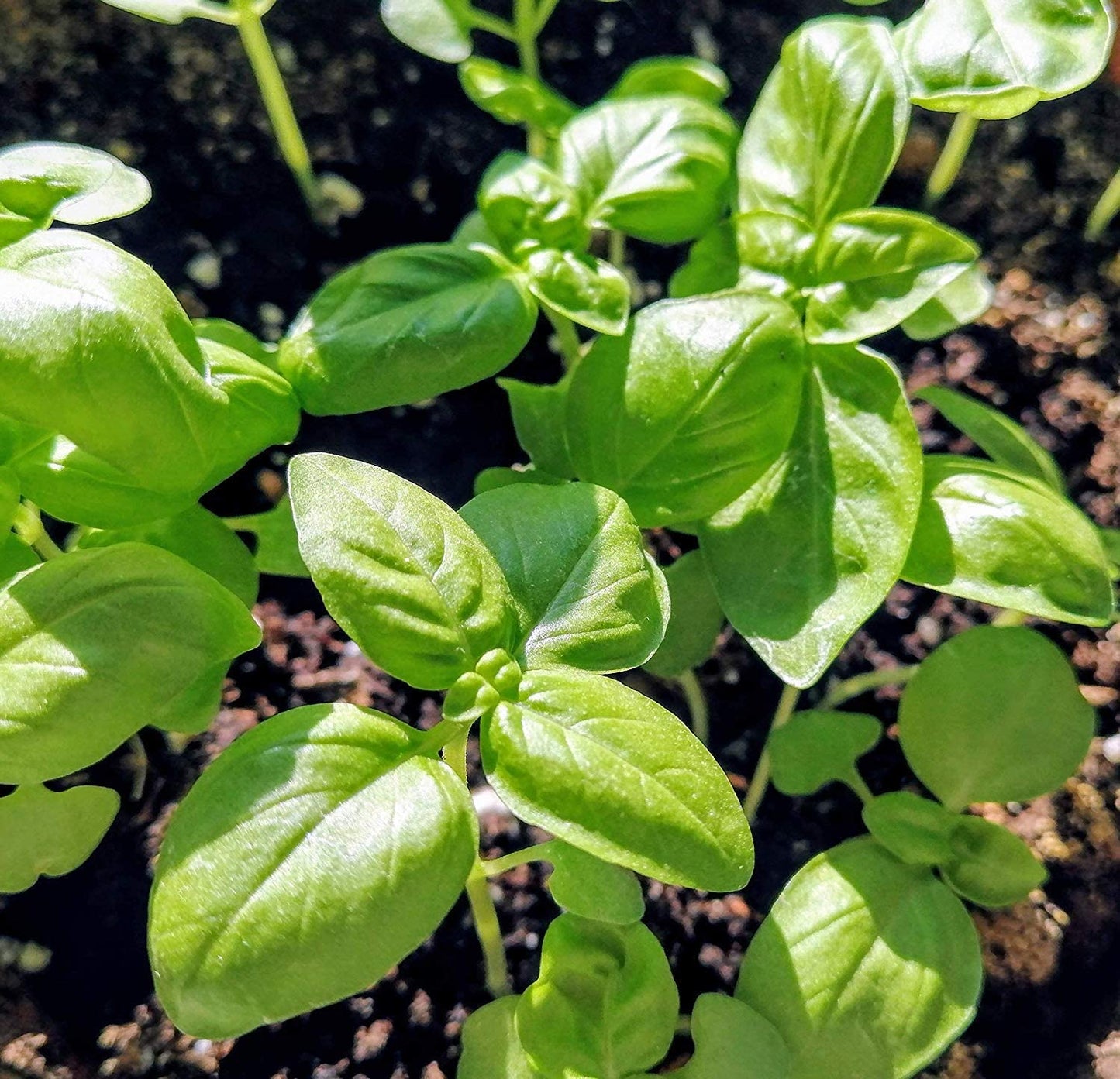 Hundredfold Sweet Italian Large Leaf Basil 300 Herb Seeds - Ocimum basilicum for Pesto, Gourmet Pizza or Salad