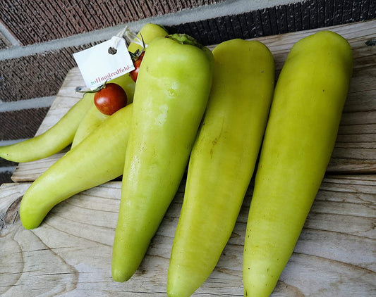 Poivron doux allongé centuple banane 50 graines de légumes - Capsicum annuum Fruits juteux et croustillants sans OGM pour une consommation fraîche et savoureuse, pour mariner ou griller, expédiés au Canada 