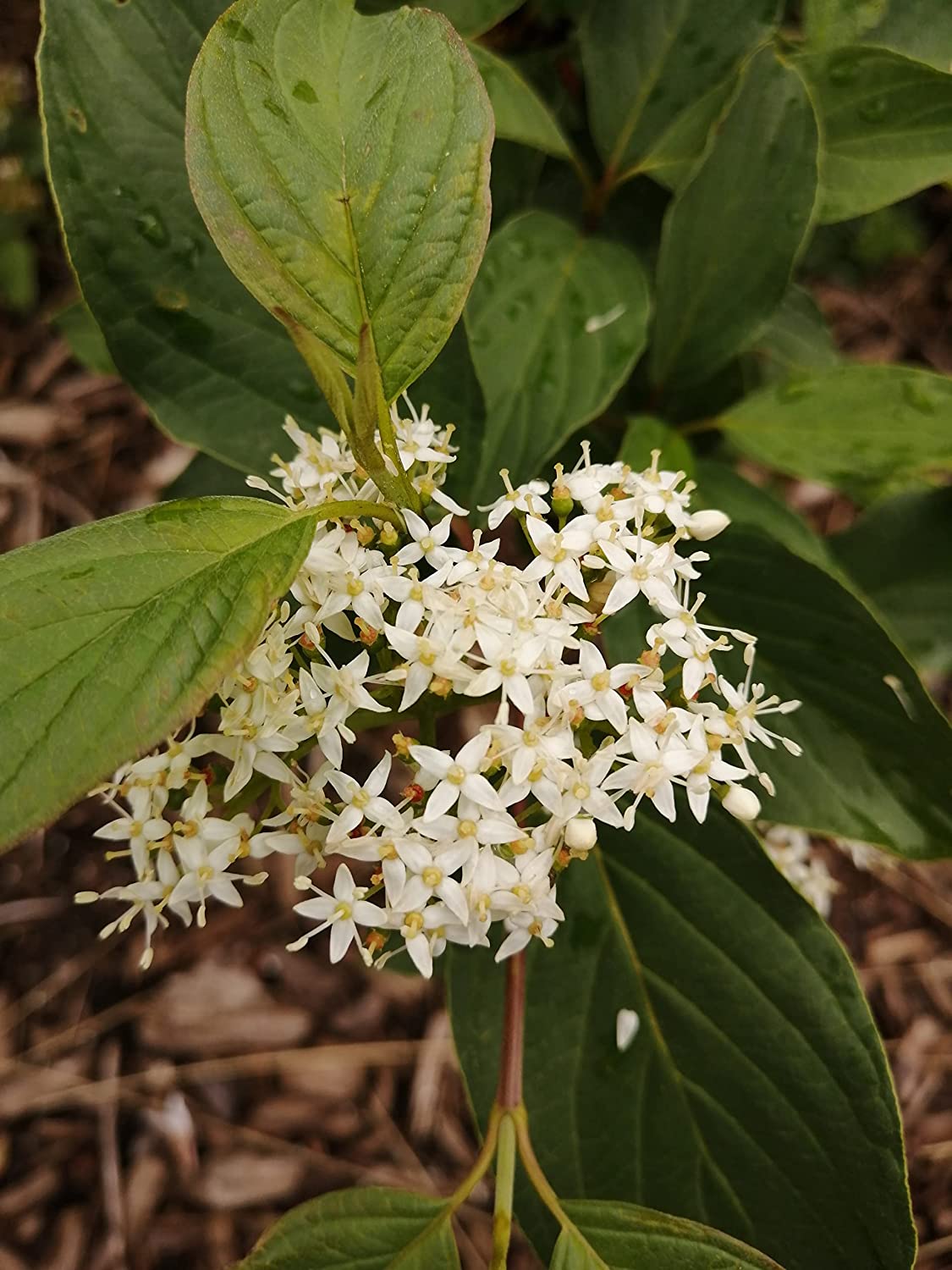 Hundredfold 10 Red Osier Dogwood Shrub Seeds - Cornus sericea Low Maintenance Ontario Native Bush, with Four Season Interests