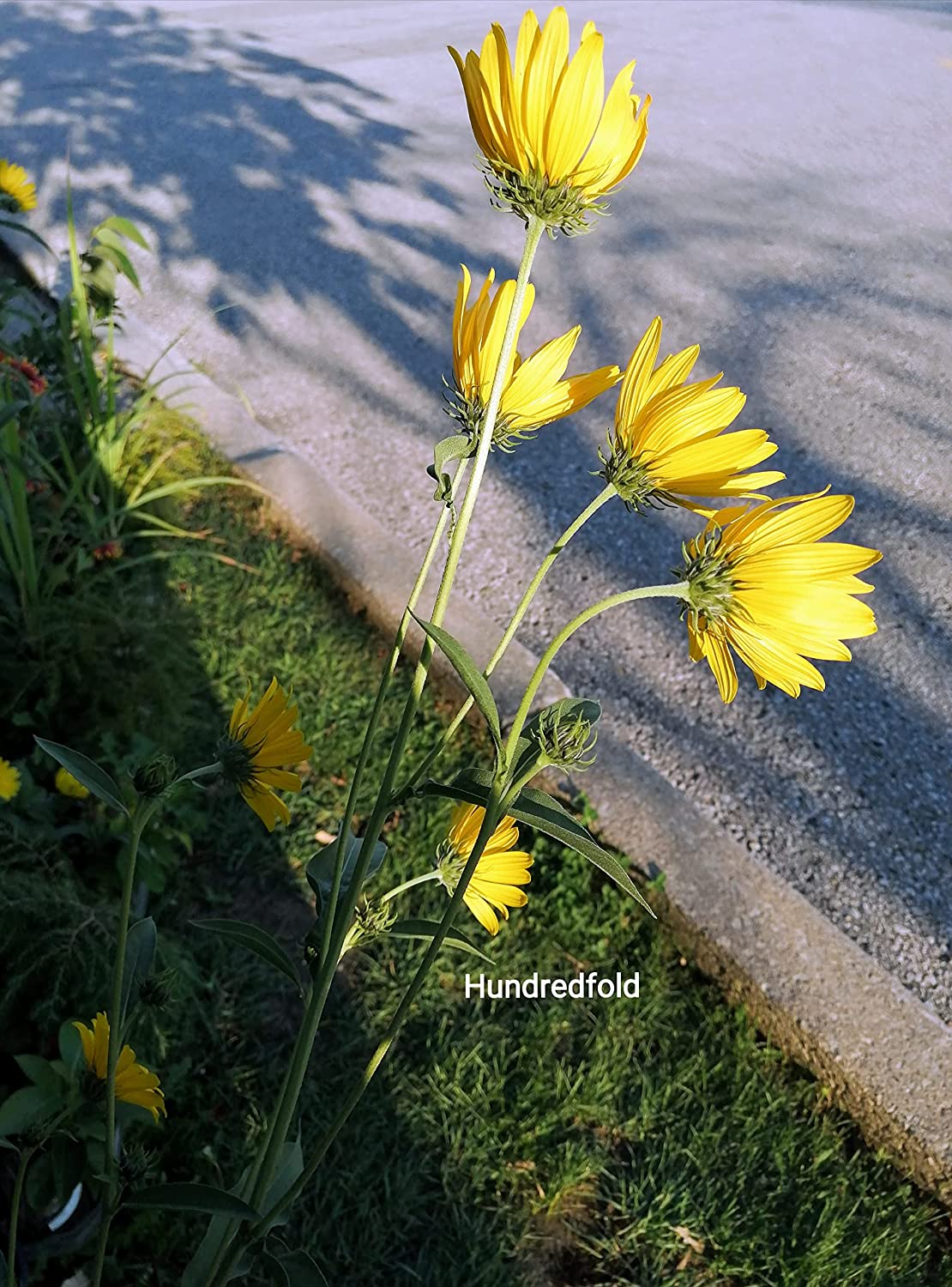 Hundredfold 50 Maximilian Sunflower Seeds - Helianthus maximiliani Max Sunflower Canada & USA Native Prairie Wild Flower