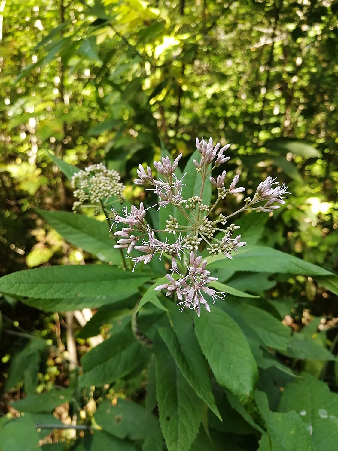 Hundredfold Joe Pye Weed Native Wild Flower 100 Seeds - Eutrochium purpureum Queen of the Meadow or Gravel Root, Attract Bees, Hummingbirds and Butterflies