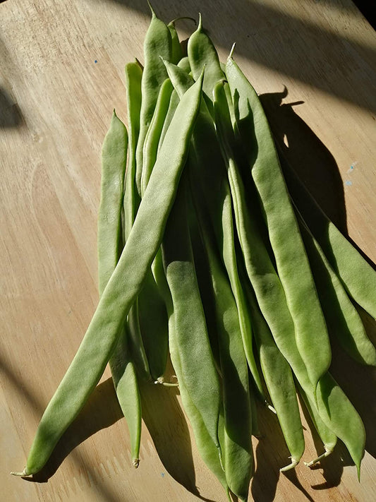 Haricot grimpant Northeaster 30 graines de légumes - Haricot vert Romano sans OGM 