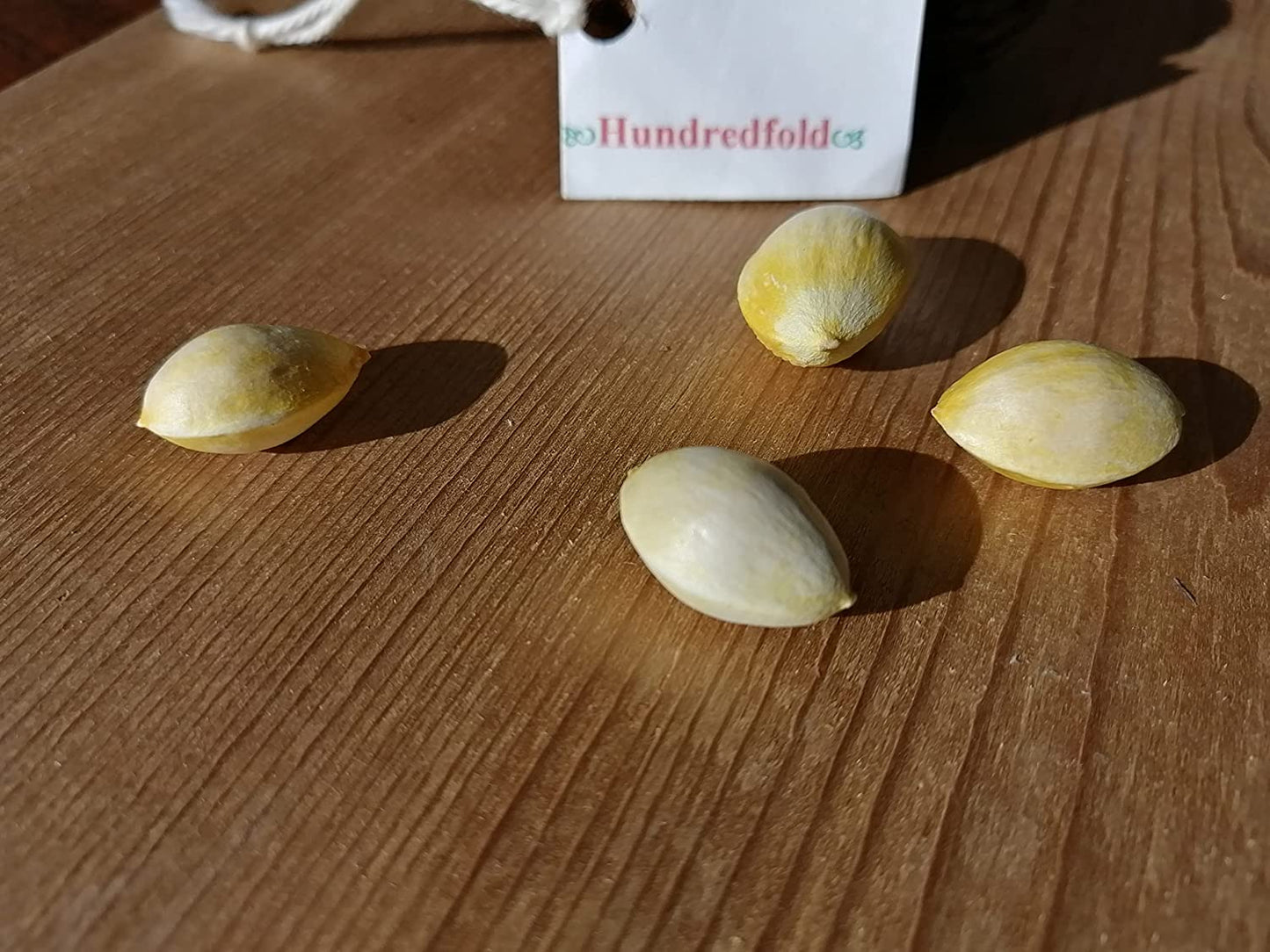 50 graines d'arbres de Ginkgo à planter, Ginkgo biloba, Gingko, cultivé en Ontario, couleur d'automne dorée 