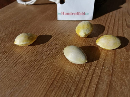 50 graines d'arbres de Ginkgo à planter, Ginkgo biloba, Gingko, cultivé en Ontario, couleur d'automne dorée 