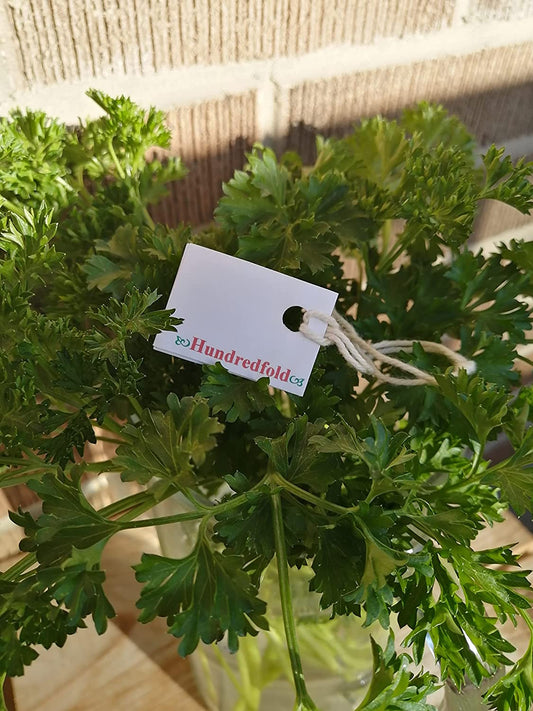 Hundredfold Forest Green Double Curl Parsley 1000 Herb Seeds - Petroselinum crispum Non-GMO Double-Curled Parsley
