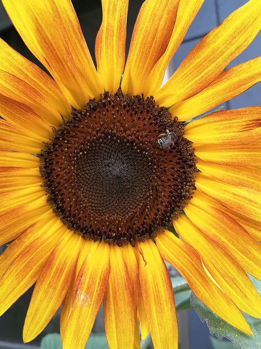 Mélange de beauté d'automne - 30 graines de tournesol - Tournesol multi-ramification sans OGM - Idéal pour les expositions d'automne, les fleurs coupées et les jardins d'abeilles 