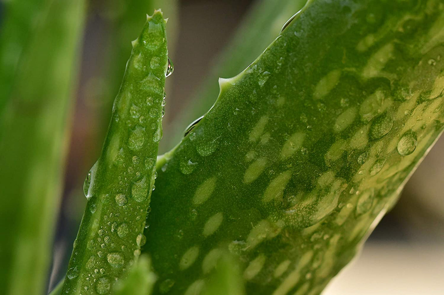 Hundredfold Aloe Vera 5cm-Tall 1 Small Live Plant - Non-GMO Indoor Houseplant Bare Root Bare-Rooted No Pot, Packed and Shipped in Canada