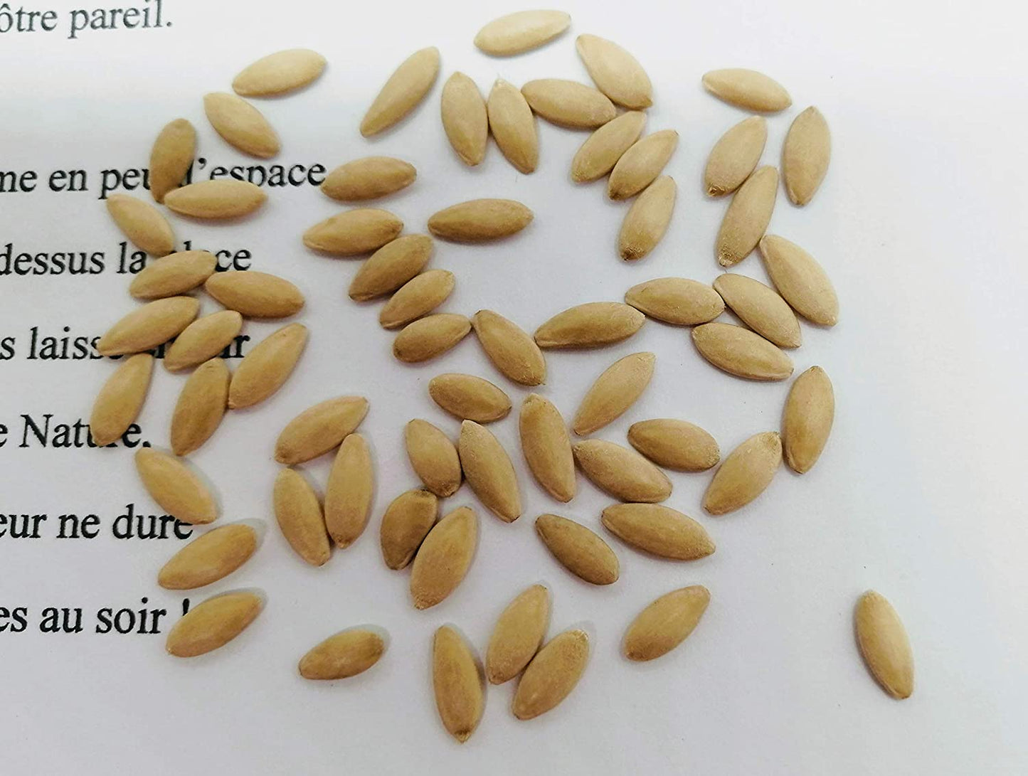 Concombre citronné centuple 50 graines de légumes - Cucumis sativus, héritage sans OGM, vigne vigoureuse et fruits croquants 