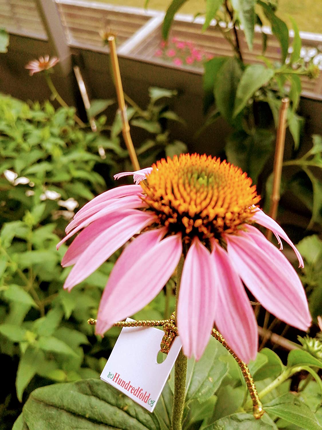 100 graines d'échinacée pourpre biologique - Echinacea purpurea, fleur sauvage indigène des prairies, attrayante pour les abeilles et les oiseaux 
