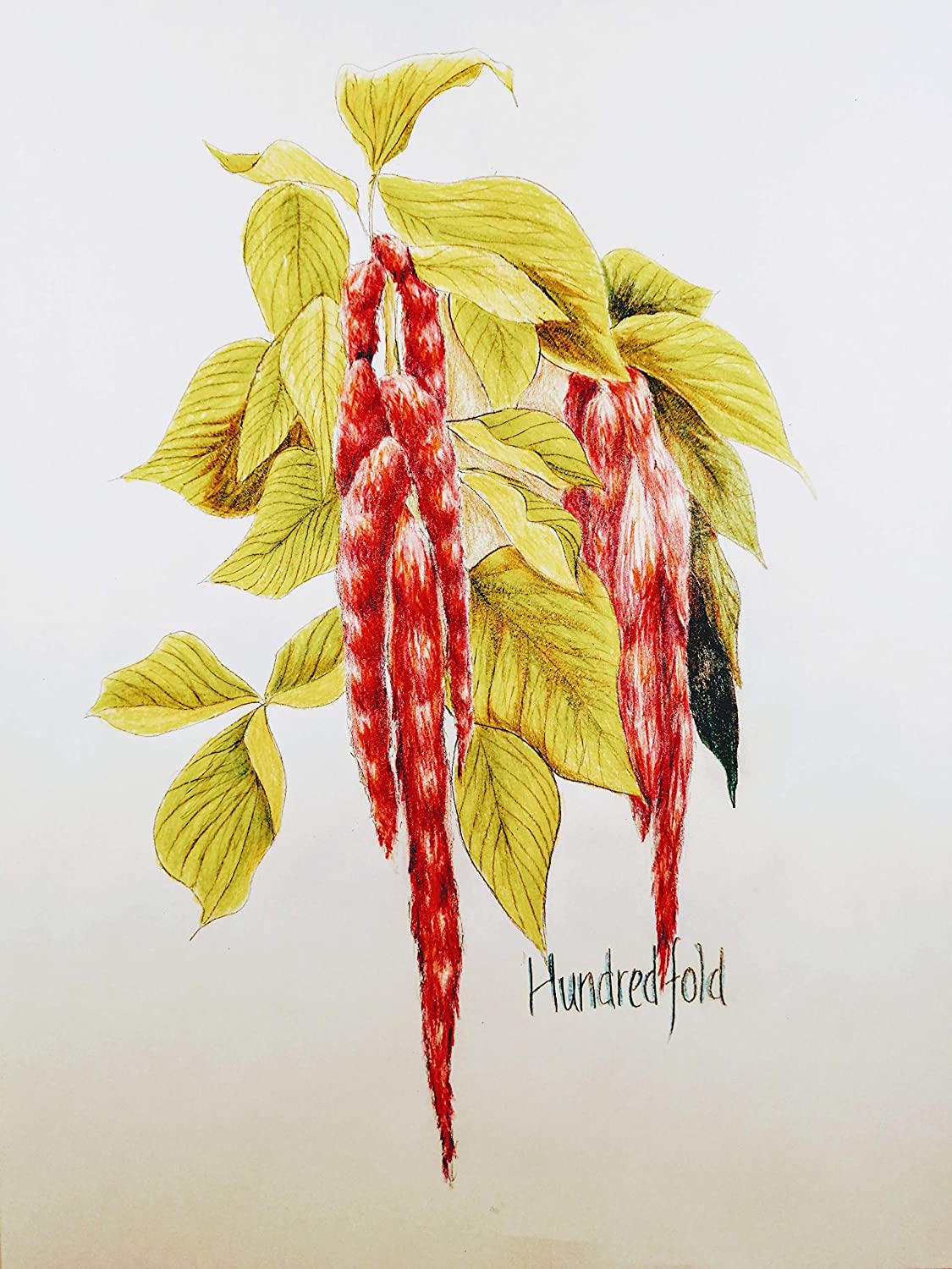 Hundredfold Love Lies Bleeding Amaranth 1000 Seeds – Amaranthus caudatus, Heirloom Tassel Flower