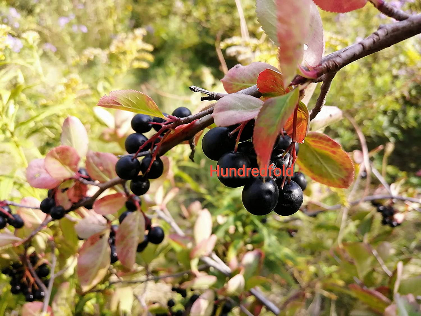 Hundredfold 20 Black Chokeberry Seeds – Aronia melanocarpa Aronia Berries Adaptive Canadian Native Shrub, for Landscaping, Erosion Control, Windbreak or Backyard Fruit Tree, Producing High Antioxidant Fruits, Packed and Shipped in Canada