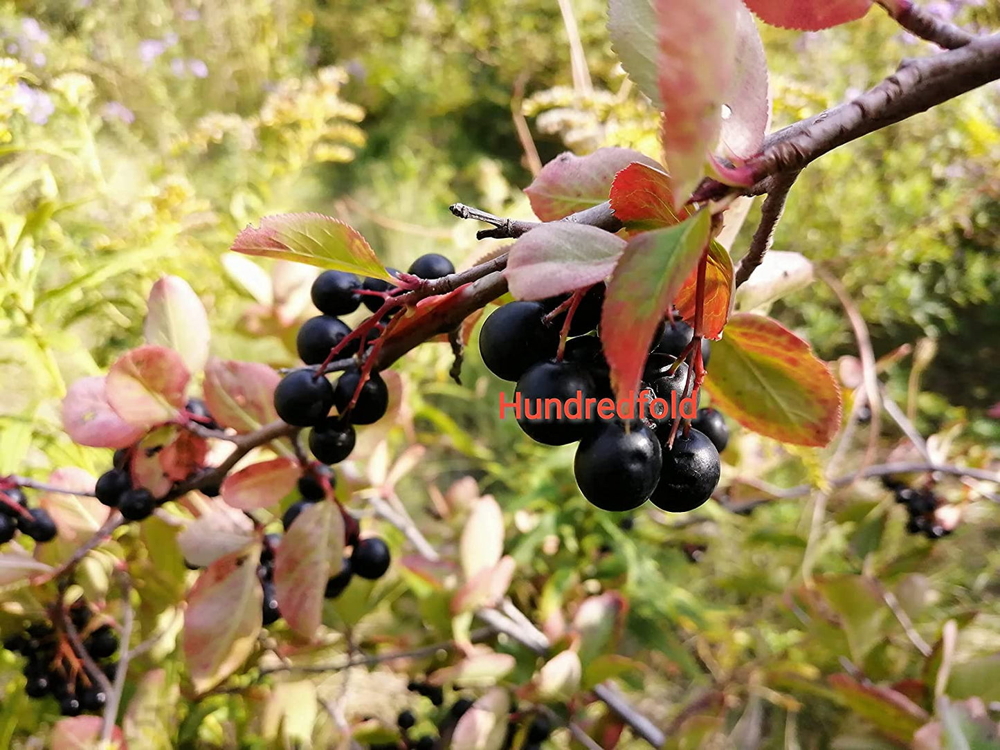 Hundredfold Black Chokeberry One Seedling – Aronia melanocarpa Aronia Berries Adaptive Canadian Native Shrub, for Landscaping, Erosion Control, Windbreak or Backyard Fruit Tree, Producing High Antioxidant Fruits, Perfect Lawn Shrub