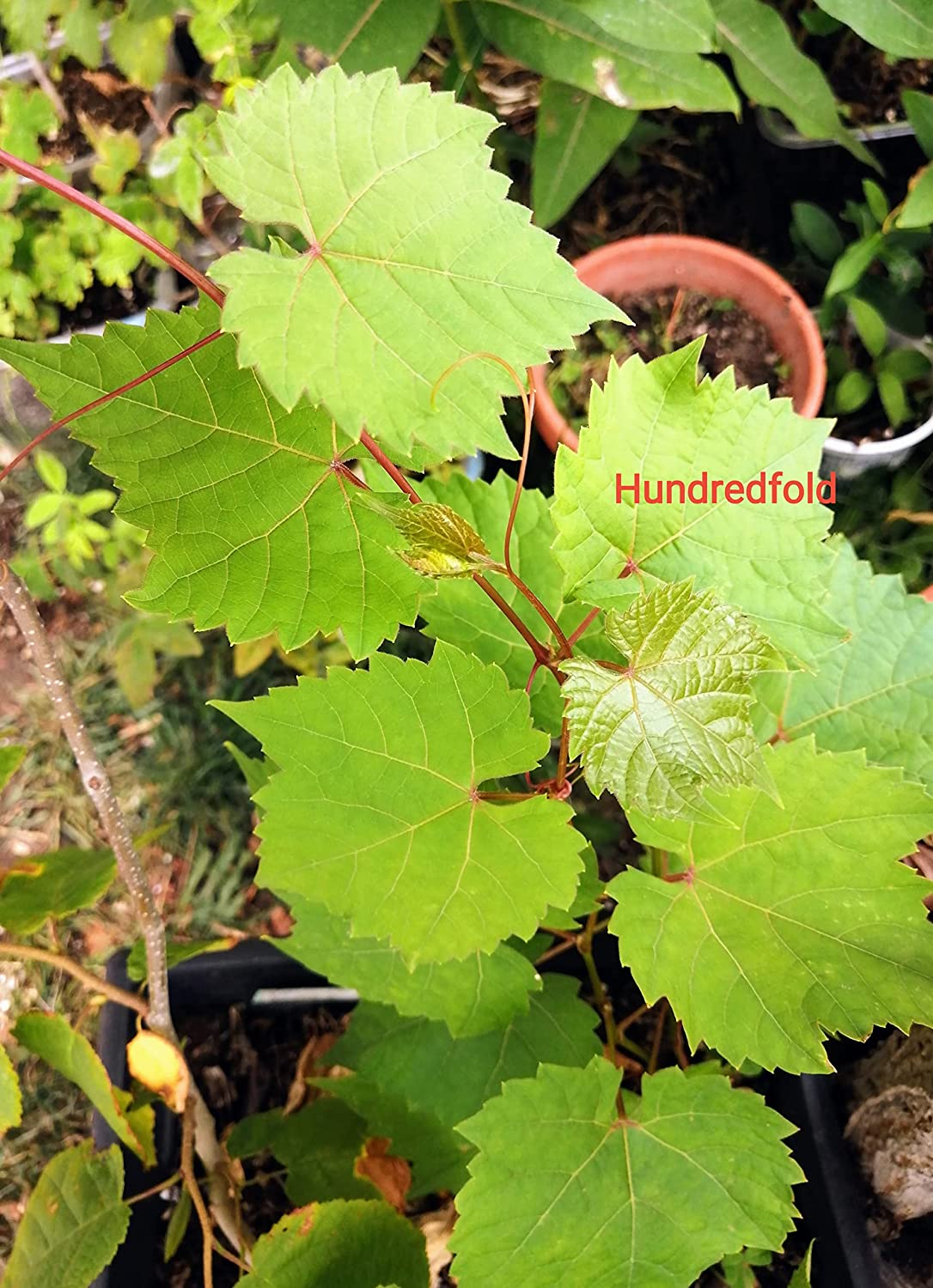 Riverbank Grape 10 Seeds - Vitis riparia Canada Wild Native Grape, Excellent for Food (Dolmades), Rootstock or Landscaping