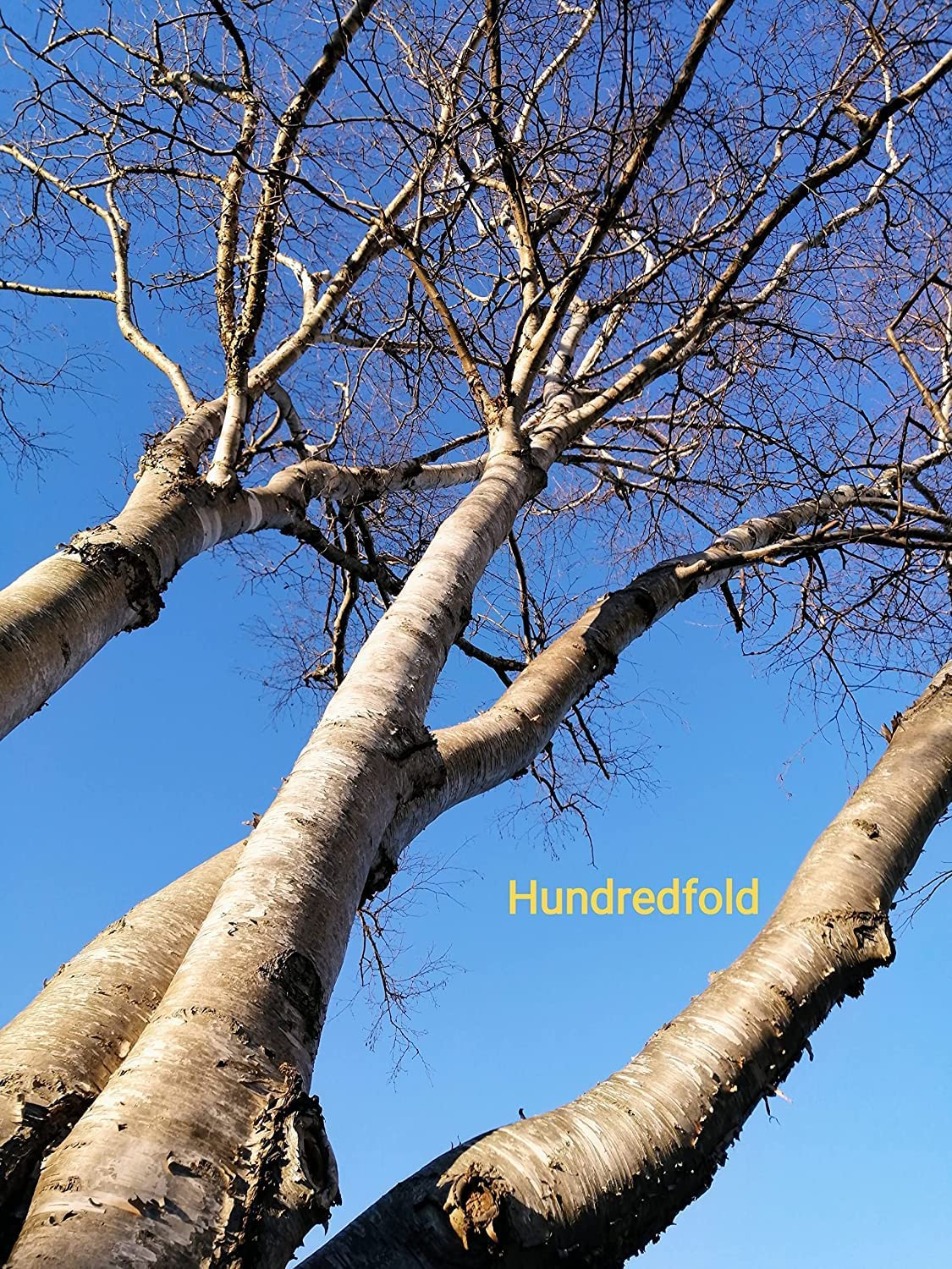 Hundredfold 50 Sweet Birch Seeds - Betula lenta Black Birch, Cherry Birch Native Tree in Canada and USA, Excellent for Landscaping and Reforestation