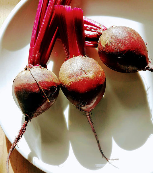 Betterave sanguine de taureau biologique Hundredfold 200 graines - Beta vulgaris Betterave sanguine de taureau non OGM Excellente pour les micro-pousses, les jeunes feuilles ou les racines, pour la plantation en conteneur, dans la cour ou dans le jardin 