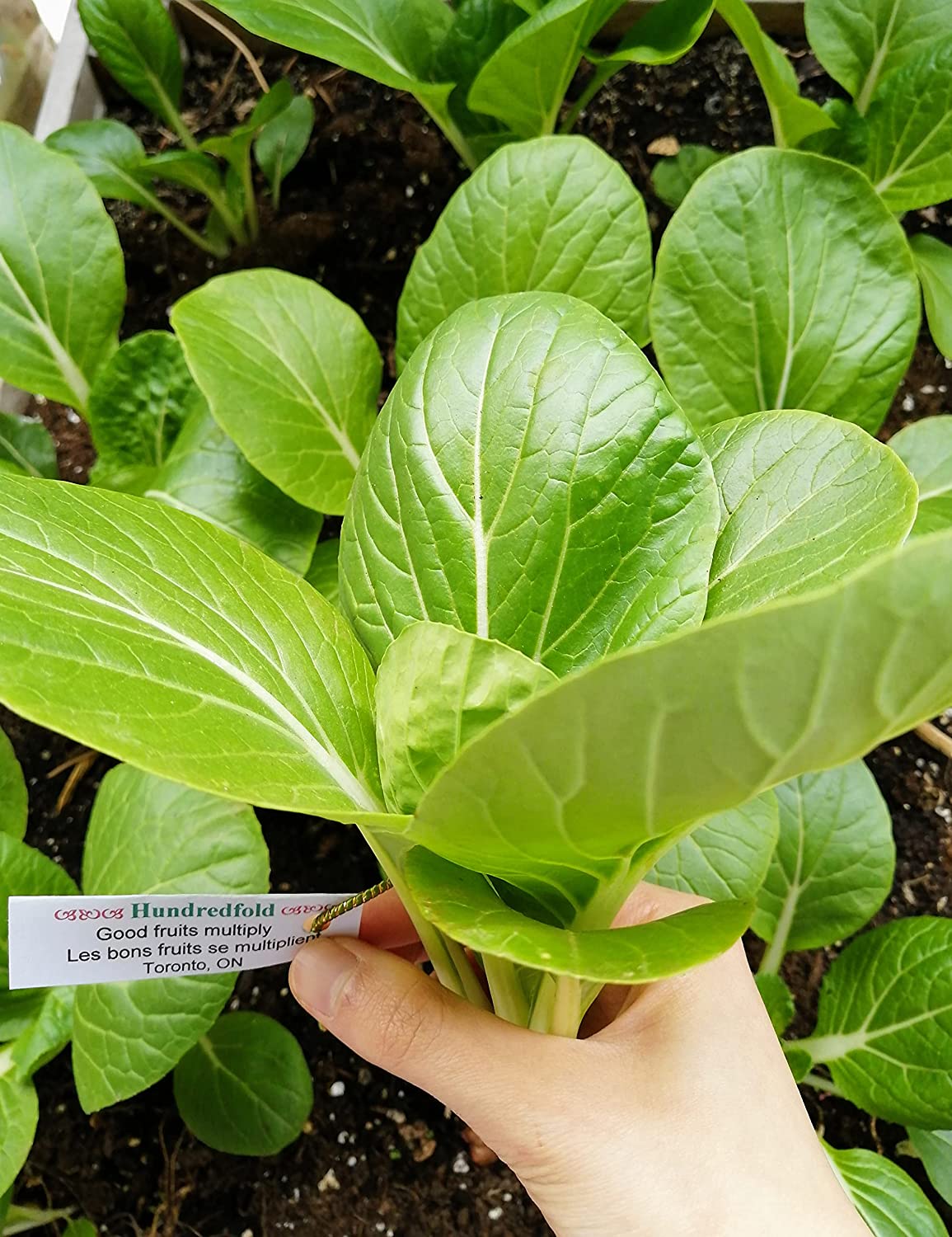 White Stem Pak Choi 500 Seeds - Brassica rapa Non-GMO Pac Choi, Bok Choy, Baicai Asian Greens, Fast-Growing Vegetable, Great for Babyleaf and Mircogreen in Salad Mixes