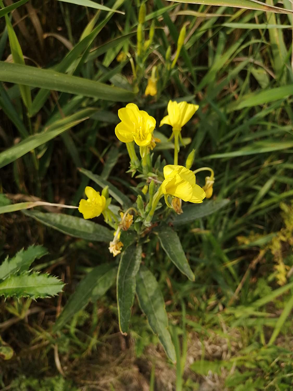 Hundredfold Common Evening Primrose 500 Seeds - Oenothera biennis King's Cure-All Sundrop Canada Native Flower Wildflower