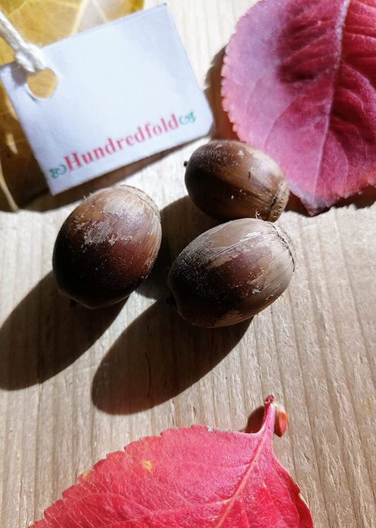 Hundredfold Bur Burr Oak 3 Tree Nut Acorn Seeds - Quercus macrocarpa North America Native, Mossycup Mossy Cup White Oak, Large Specimen & Shade Tree