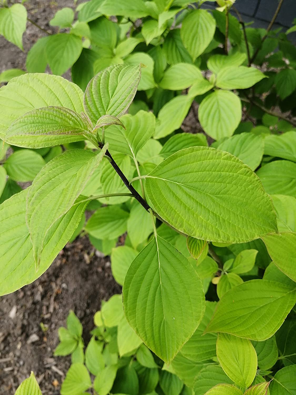 Graines d'arbustes de cornouiller pagode au centuple 10 - Cornus alternifolia Cornouiller à feuilles alternatives Petit arbre indigène de l'Ontario, avec des intérêts quatre saisons