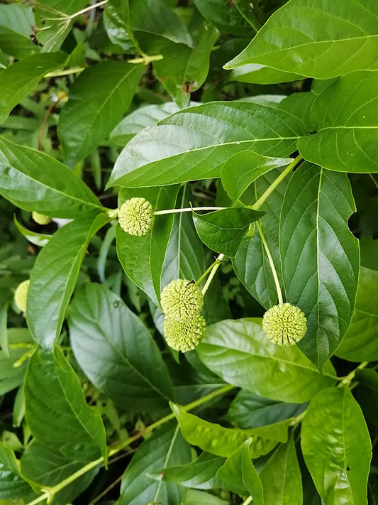Hundredfold Button Bush Buttonbush 100 Seeds - Cephalanthus occidentalis Canada Native Bush, Spreading Shrub for Shade Garden, Rain Garden and Ponds