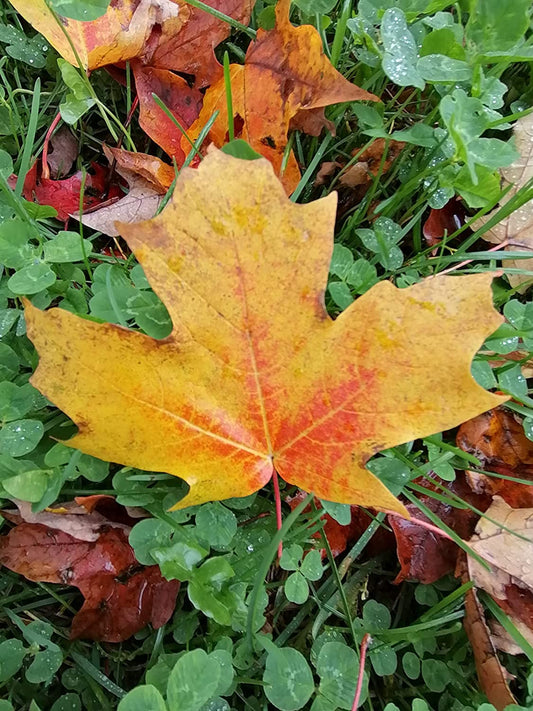 Falling sugar maple leaf displaying the classic orange-red autumn color against a blurred natural background.
