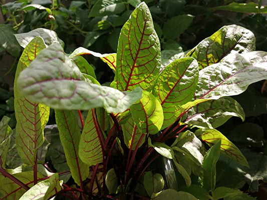 Hundredfold Red Vein Sorrel 500 Herb & Vegetable Seeds - Rumex sanguineus Red-veined Sorrel, Bloody Dock