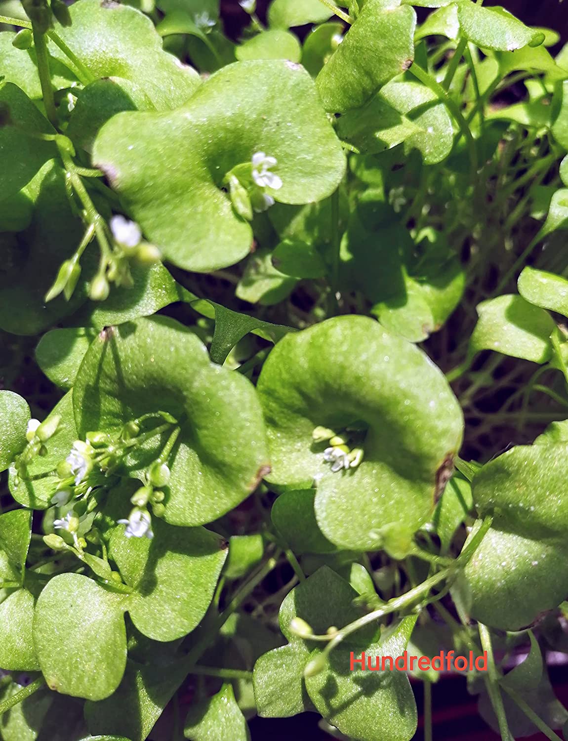 Hundredfold Claytonia Miner’s Lettuce 1000 Seeds – Claytonia perfoliata Miners Lettuce Winter Purslane, Cold-Hardy Salad Green with Crunchy Texture Leafs