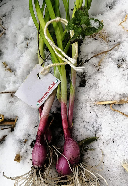 Hundredfold 500 Red/Purple Scallion Herb Seeds – Spring Green Onion Bunching Onion with Green Top, Red Bottom, Shipped from Canada