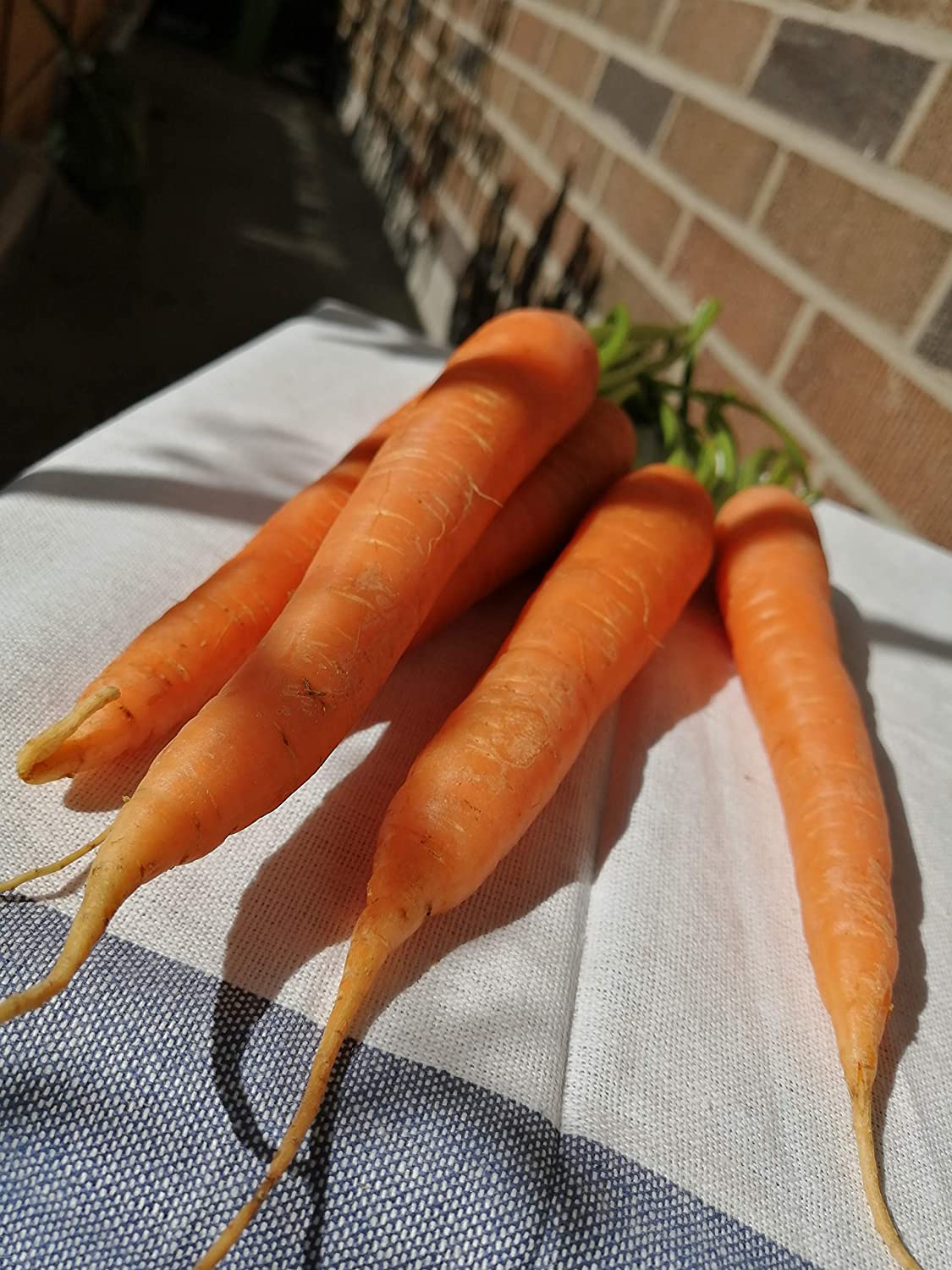 Carotte nantaise écarlate centuple 1500 graines de légumes - Carotte classique sans OGM, variété patrimoniale sucrée à petit noyau, attire les papillons machaons 