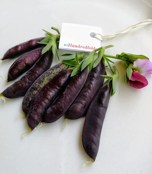 Magnolia à sucre centuple 50 graines de pois mange-tout à planter - Légume sans OGM avec des fleurs roses et violettes très ornementales et des gousses délicieuses et sucrées, les vignes hautes ont besoin de treillis (support) 